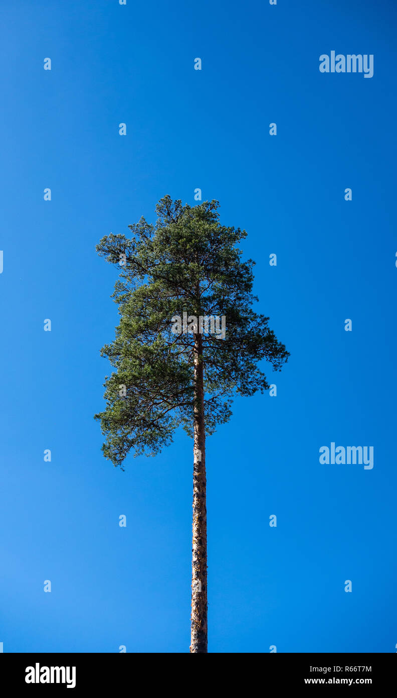 Single tall pine tree on clear blue sky Stock Photo - Alamy