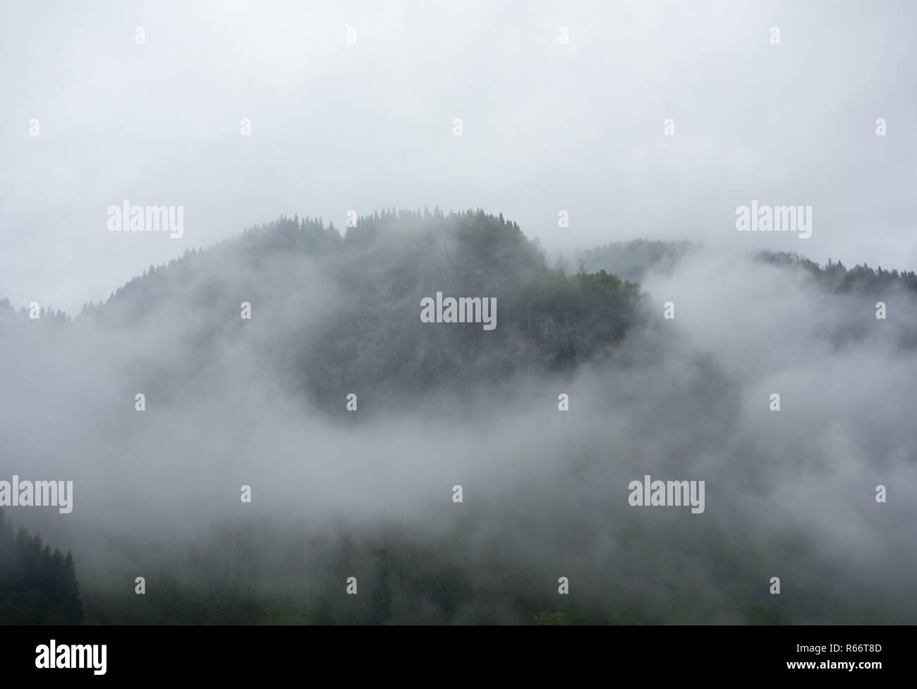 Thick fog covering forest hi-res stock photography and images - Alamy