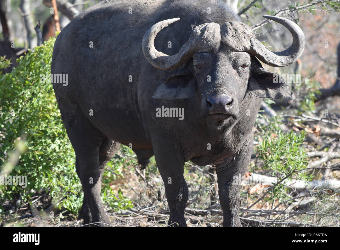 African Buffalo's gaze Stock Photo