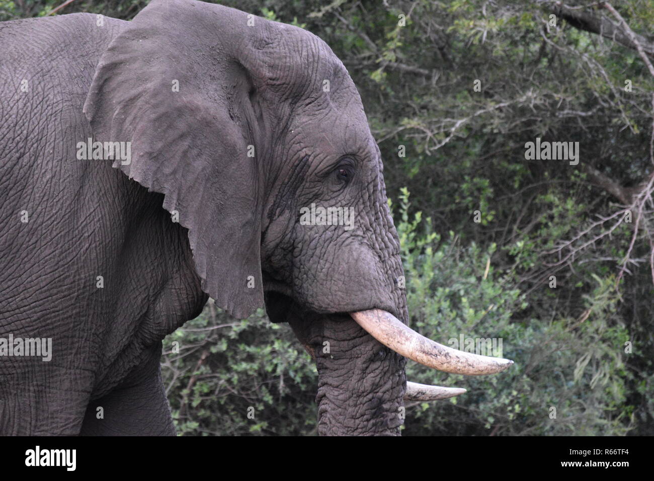Wild African Elephant close up of tusks Stock Photo