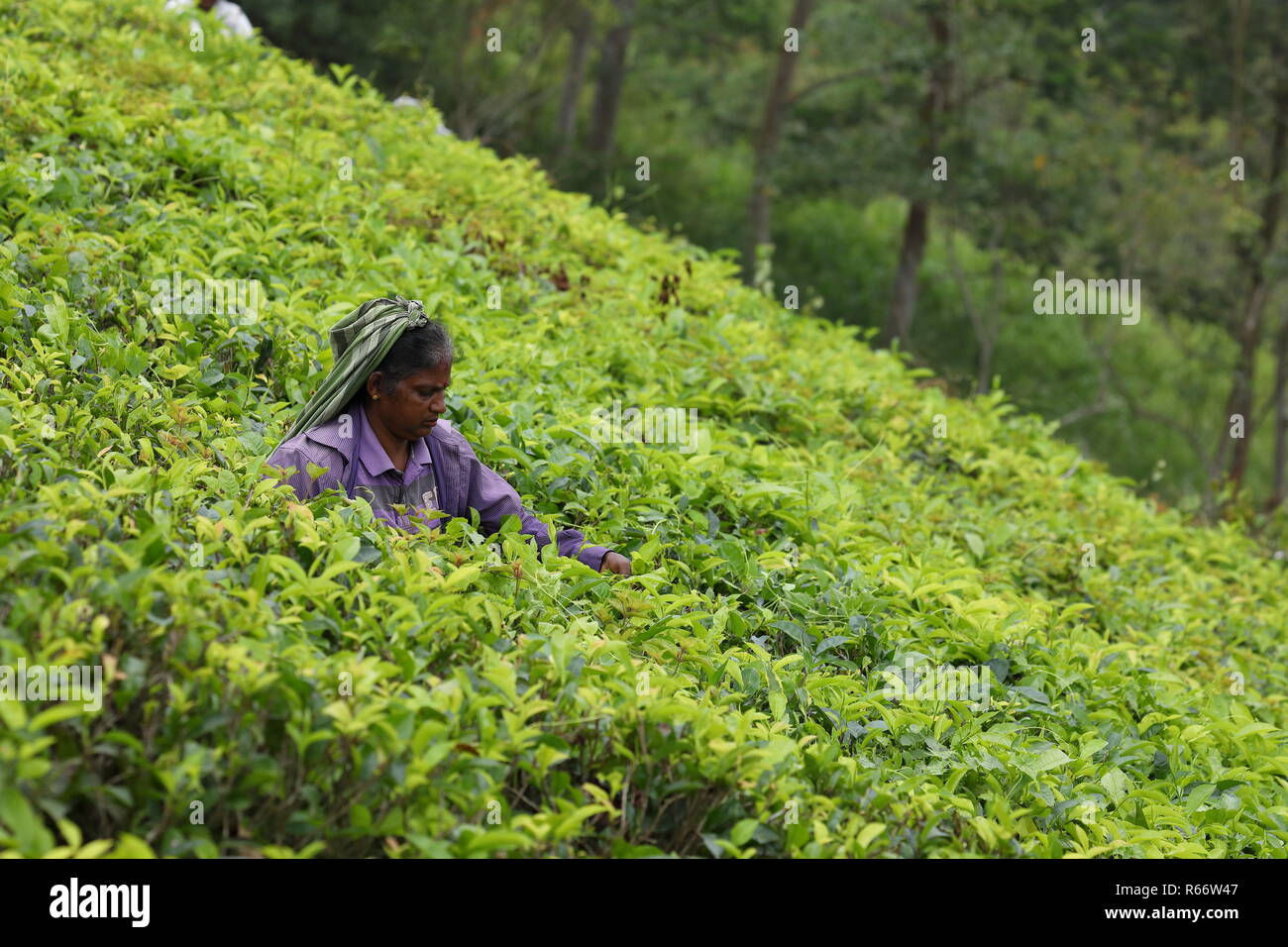 tea production and tea pickers in sri lanka Stock Photo Alamy