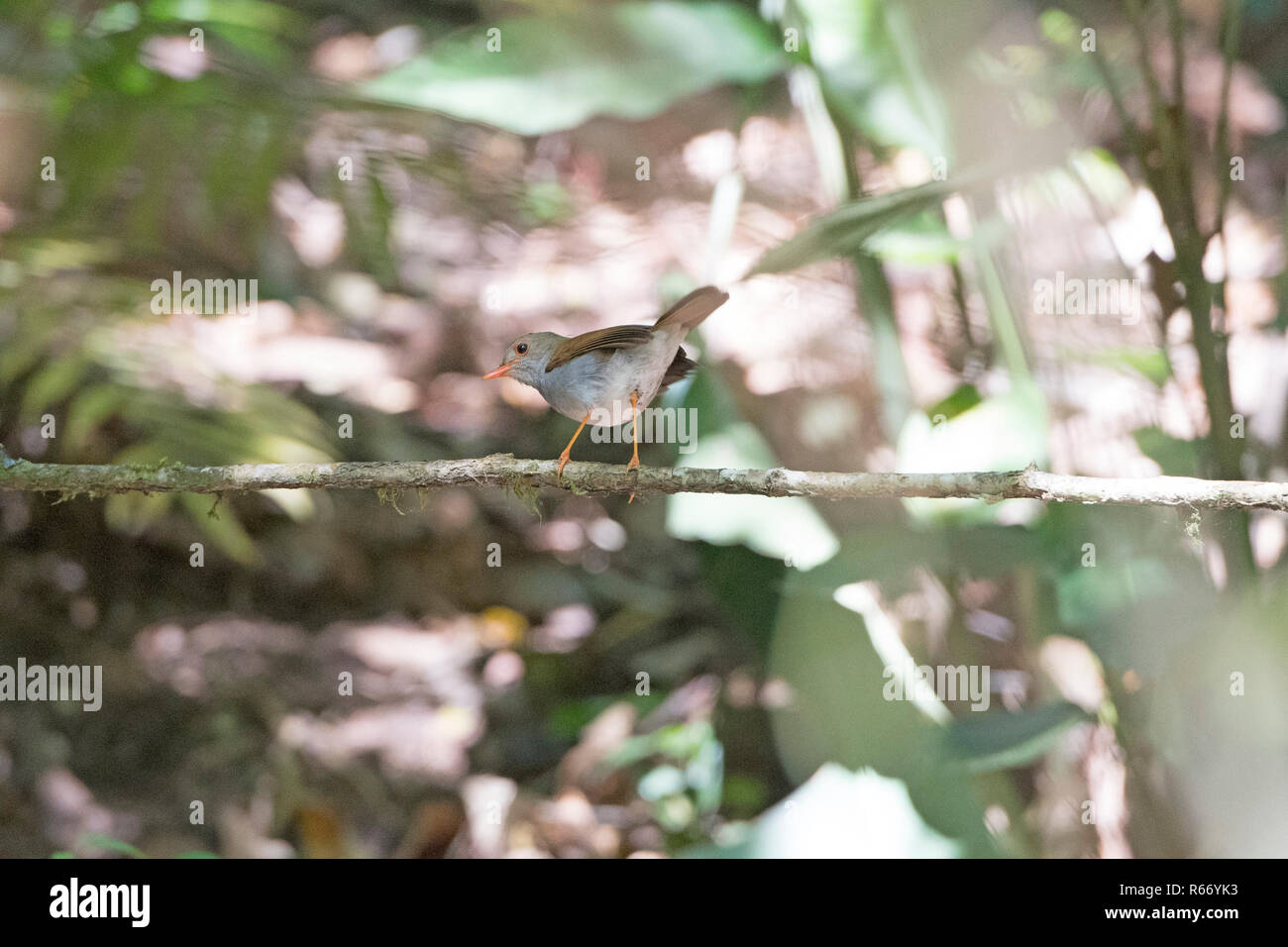 Orange Billed nightingale thrush in the Forest Stock Photo