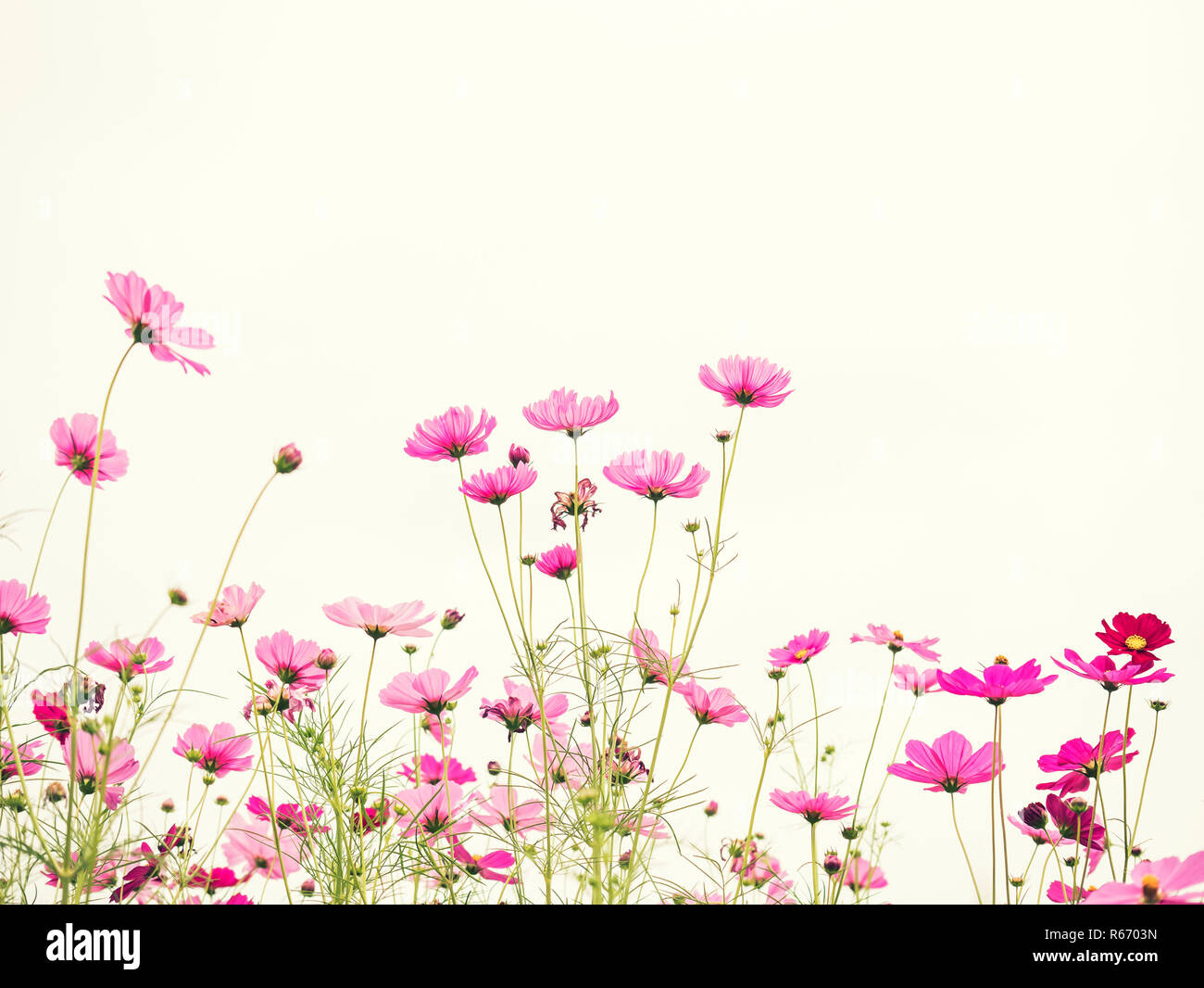 Pink cosmos flower on vintage pastel background Stock Photo