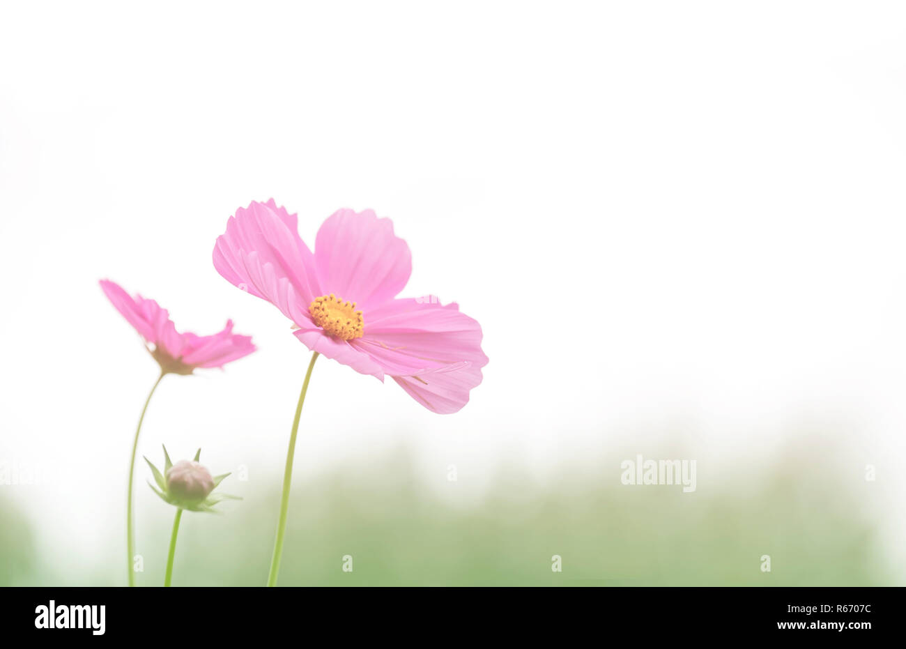 Soft focus cosmos flower on vintage pastel background Stock Photo