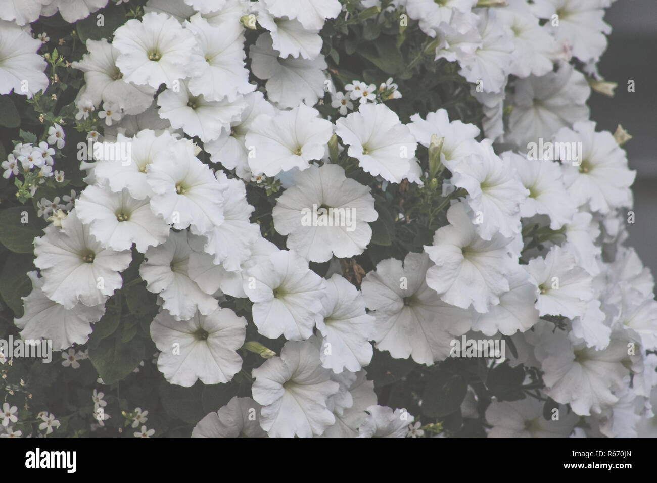 Close up background image of white petunia flowers in a hanging basket