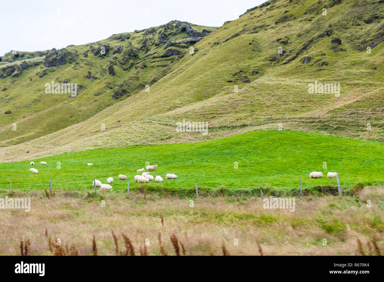 icelandic sheeps on green slope in Iceland Stock Photo