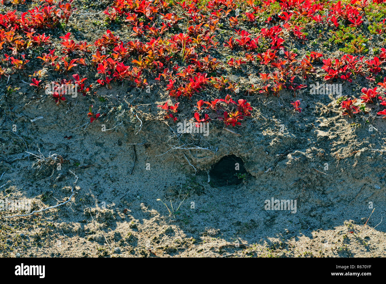 Bearberry shrubs on an esker with a wolf den in autumn, Arctic Haven Lodge, Nunavut Territory, Canada Stock Photo