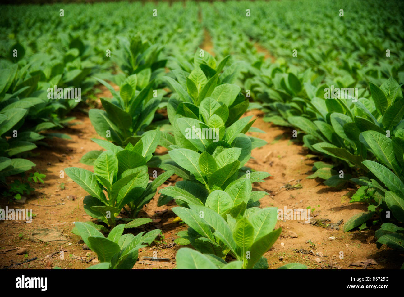 Tobacco plants growing in Cuba Stock Photo