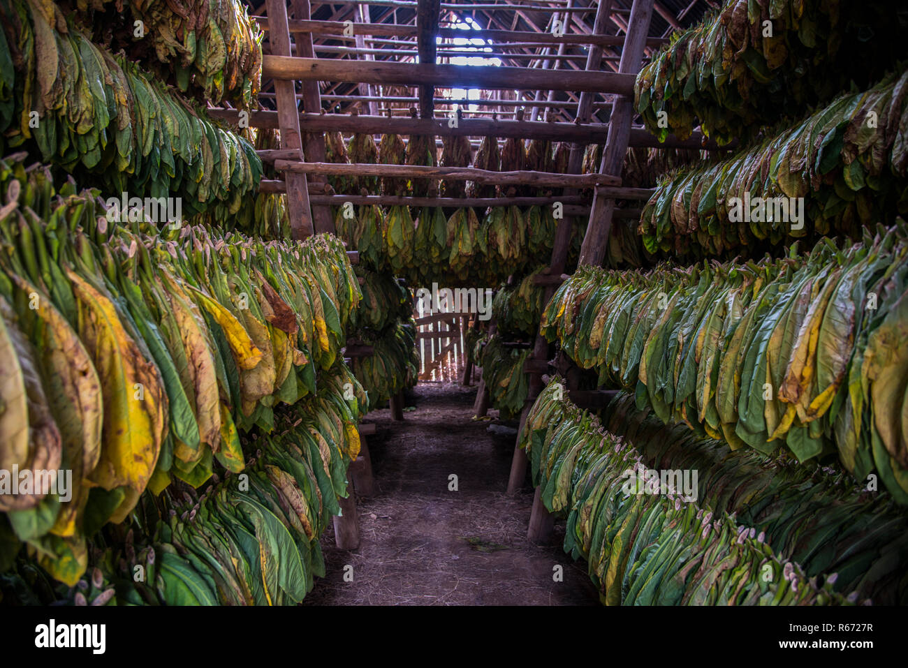 Tobacco drying in a barn. Stock Photo
