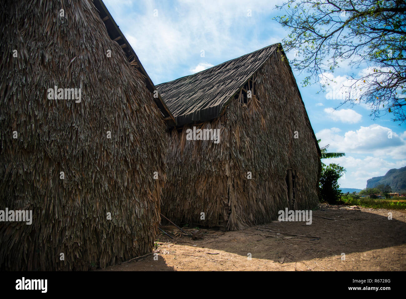 Barns for drying tabacco leaves. Stock Photo