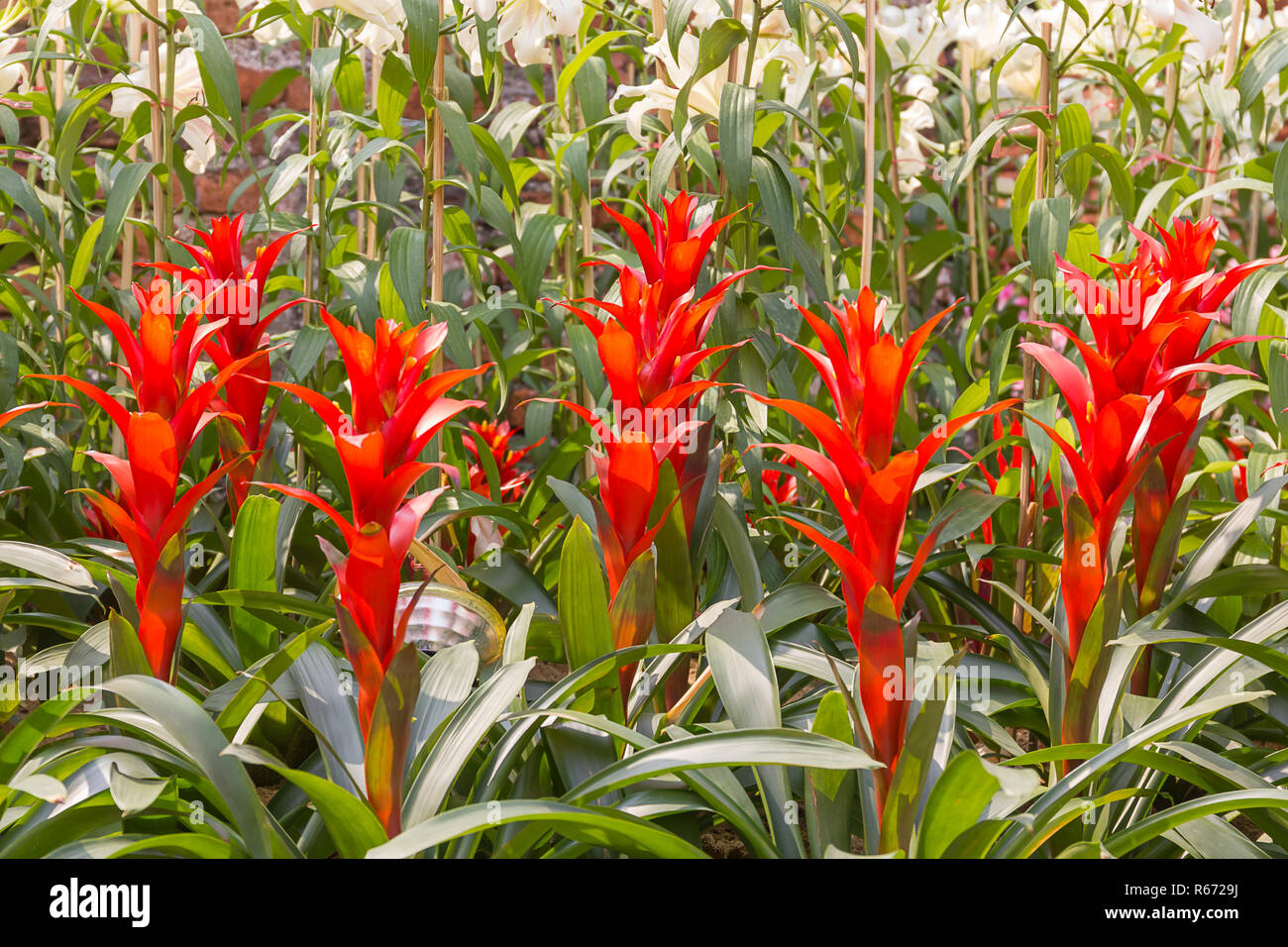 Red Guzmania magnifica flower Stock Photo