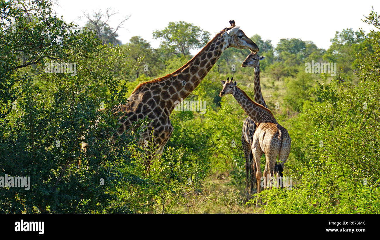 Veld africa south hi-res stock photography and images - Alamy