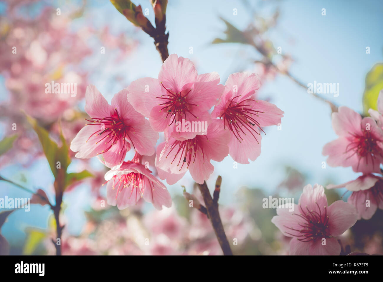 Soft focus Cherry Blossom or Sakura flower on nature background Stock Photo