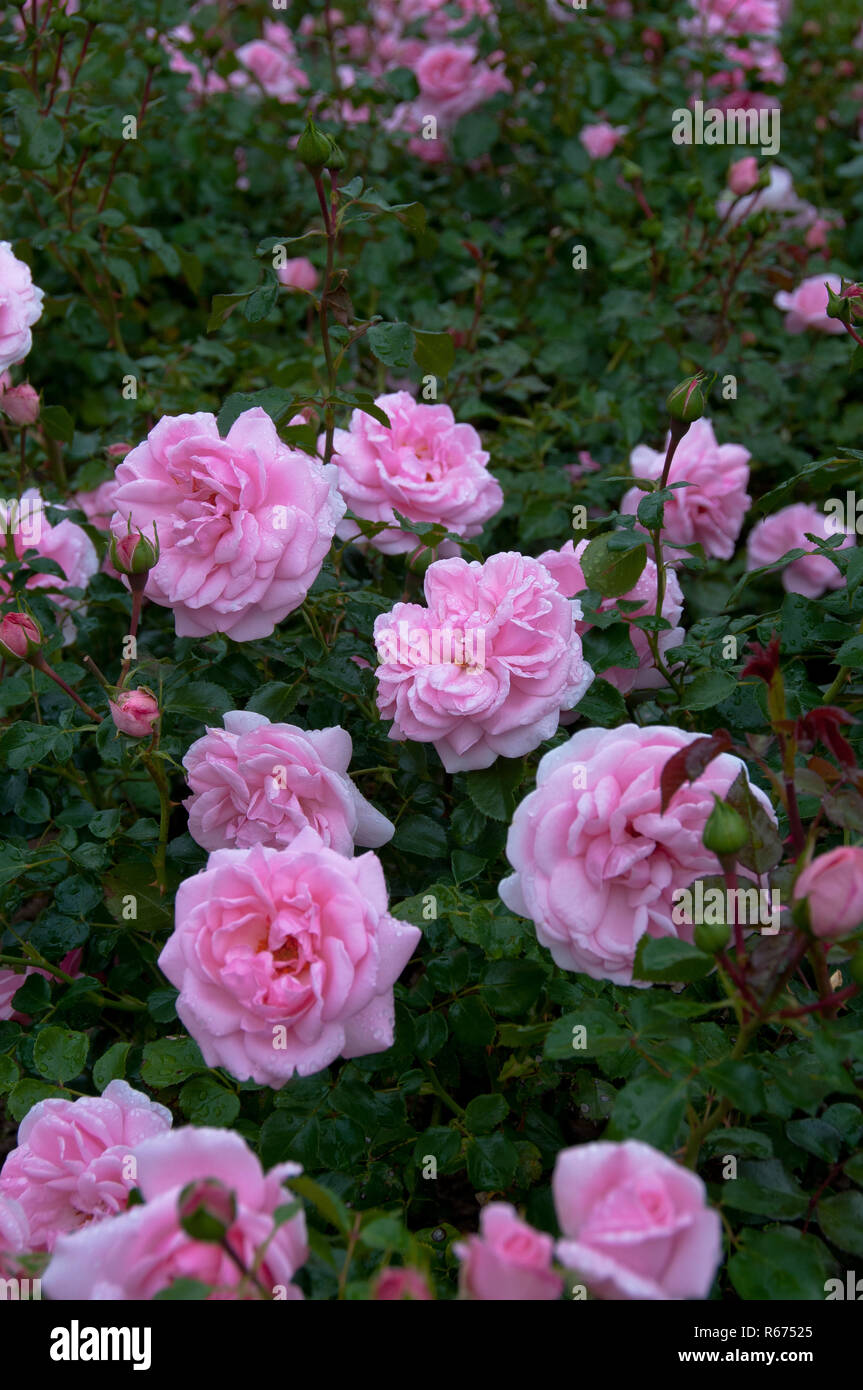 Rosary gardens hi-res stock photography and images - Alamy