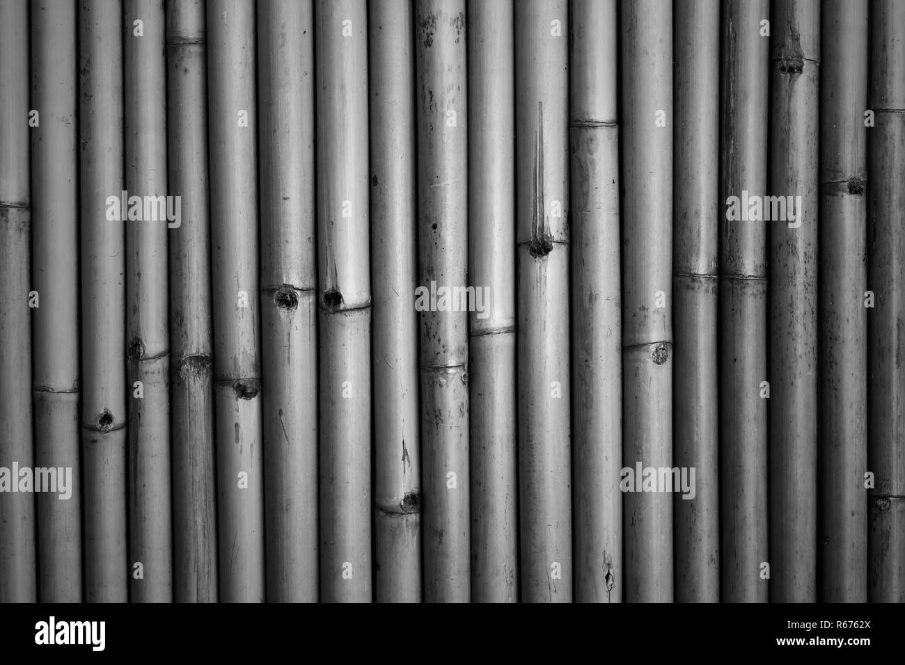 Wall of bamboo log Stock Photo