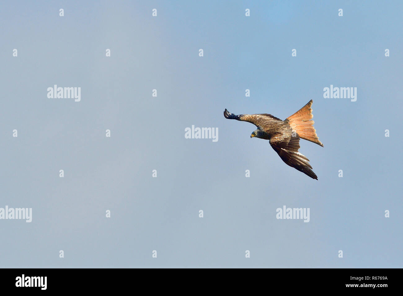red kite during the hunt Stock Photo Alamy