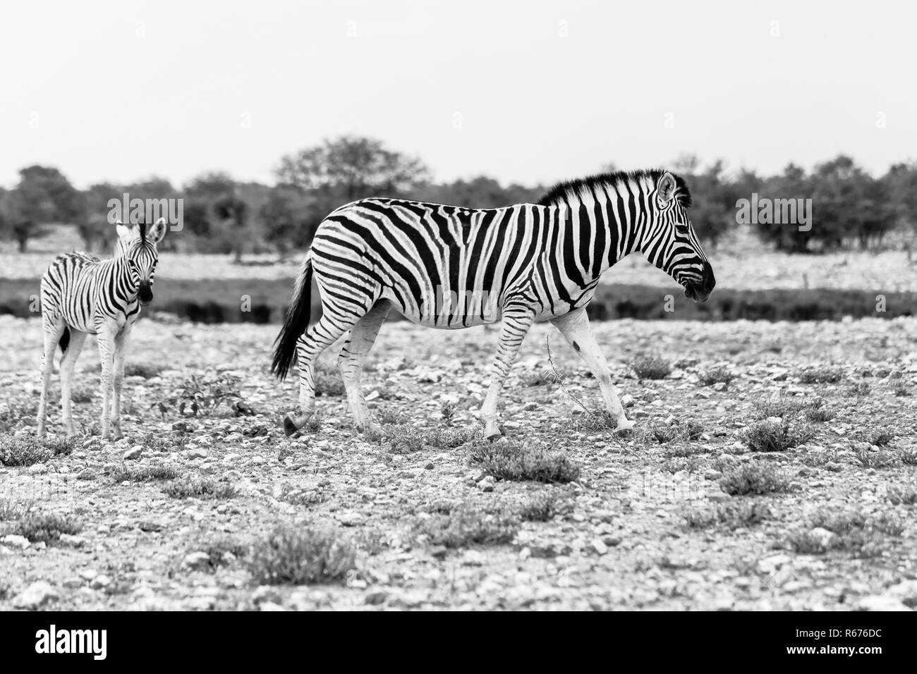 zebra with foal,etosha national park Stock Photo
