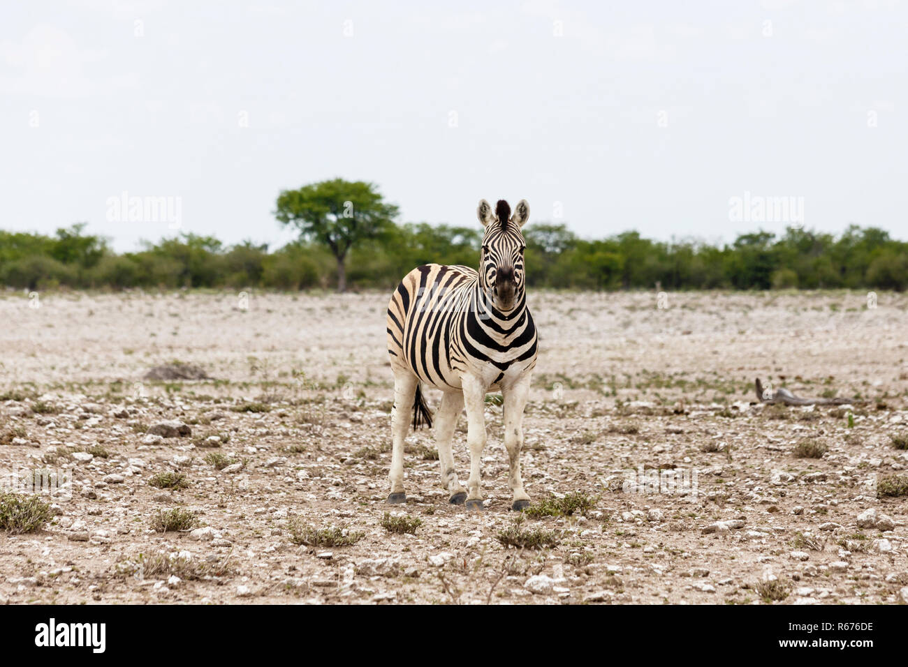 foal of a steppe zebra,etosha national park,namibia Stock Photo