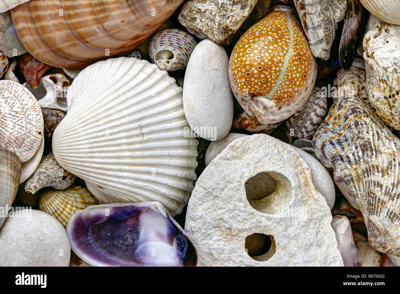 Shelll Stones Pebble stones and scallops and shells Stock Photo - Alamy