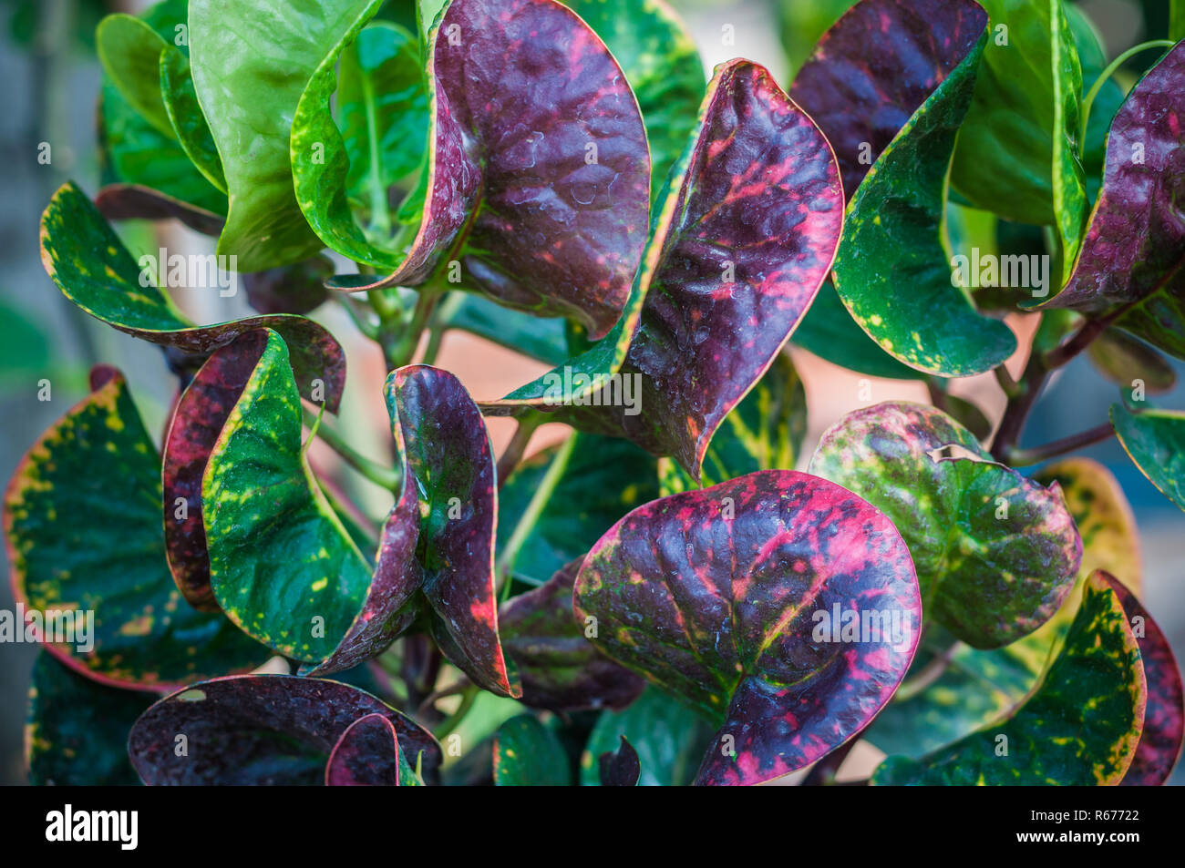 Close up Croton leaf blur background, Codiaeum variegatium (L.) Blume Stock Photo