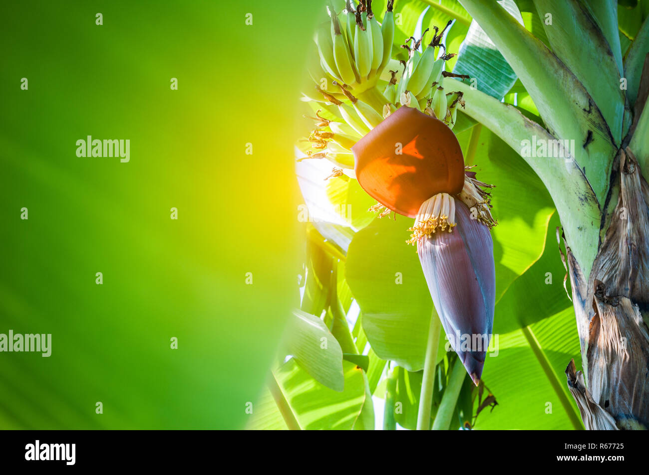 Banana tree blossom hires stock photography and images Alamy