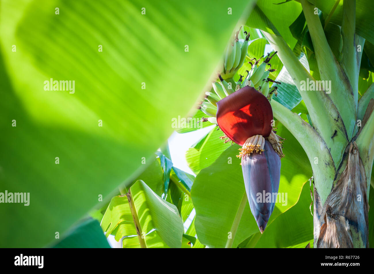 Banana tree blossom hires stock photography and images Alamy