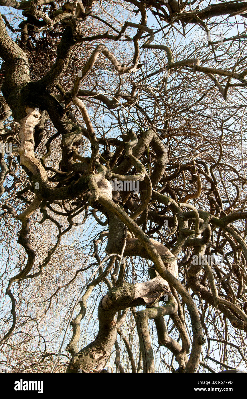 the foliage-free crown of a sophora tree in winter Stock Photo