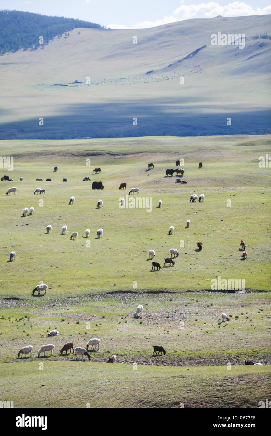 Sheep and goats in Mongolia Stock Photo - Alamy