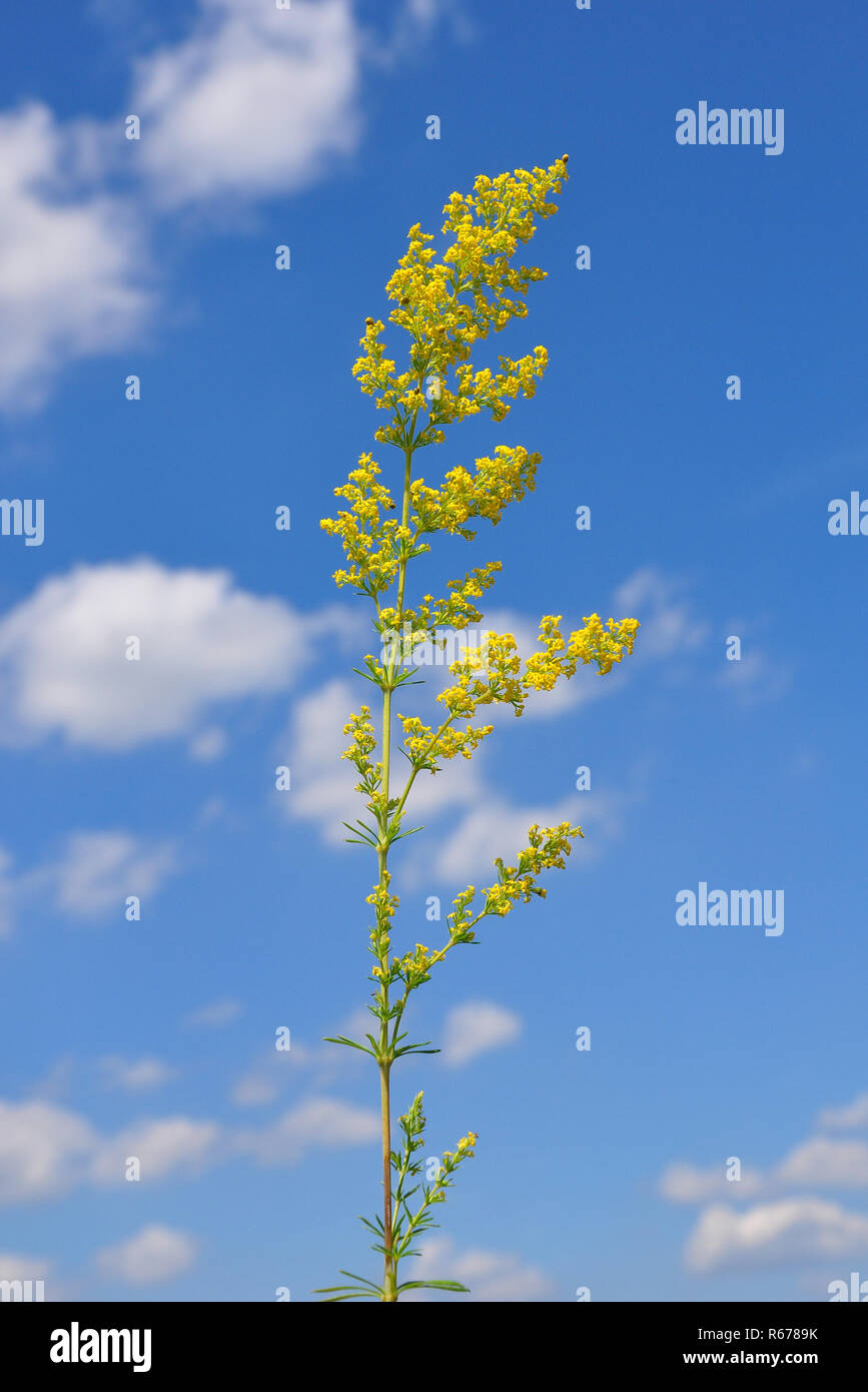 real labweed (galium verum) Stock Photo