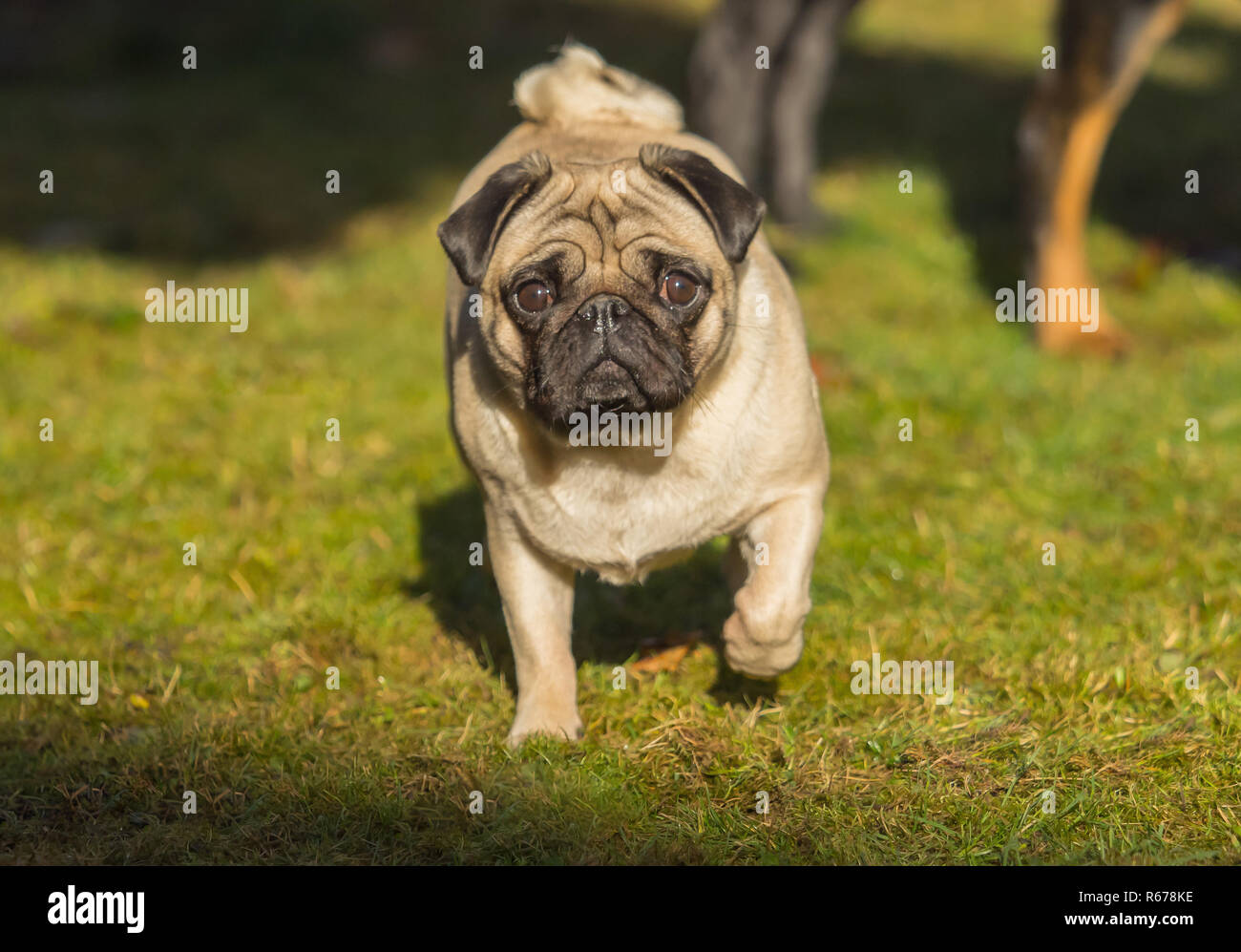 A beautiful pug stands in the meadow Stock Photo