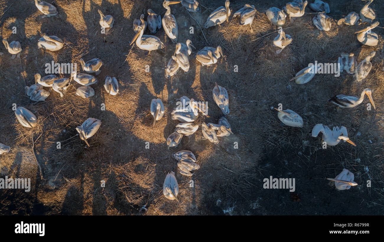 dalmatian pelicans (pelecanus crispus) in Danube Delta Romania Stock