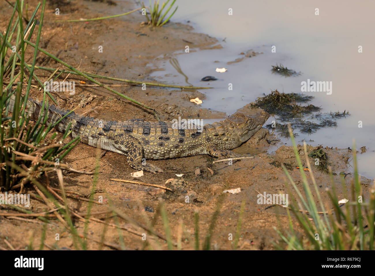crocodiles in yala national park in sri lanka Stock Photo