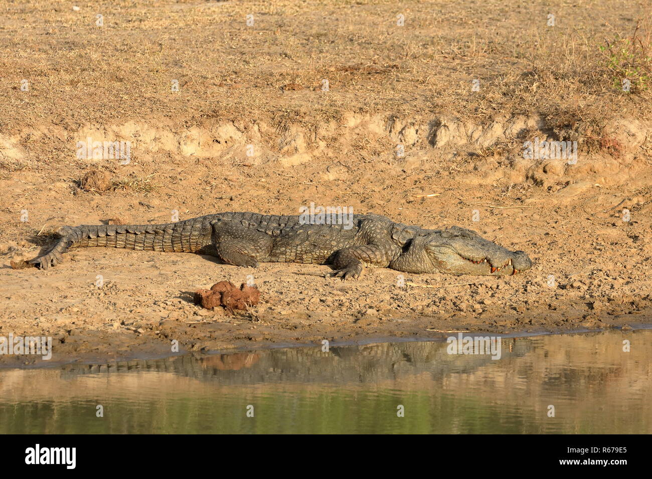 crocodiles in yala national park in sri lanka Stock Photo