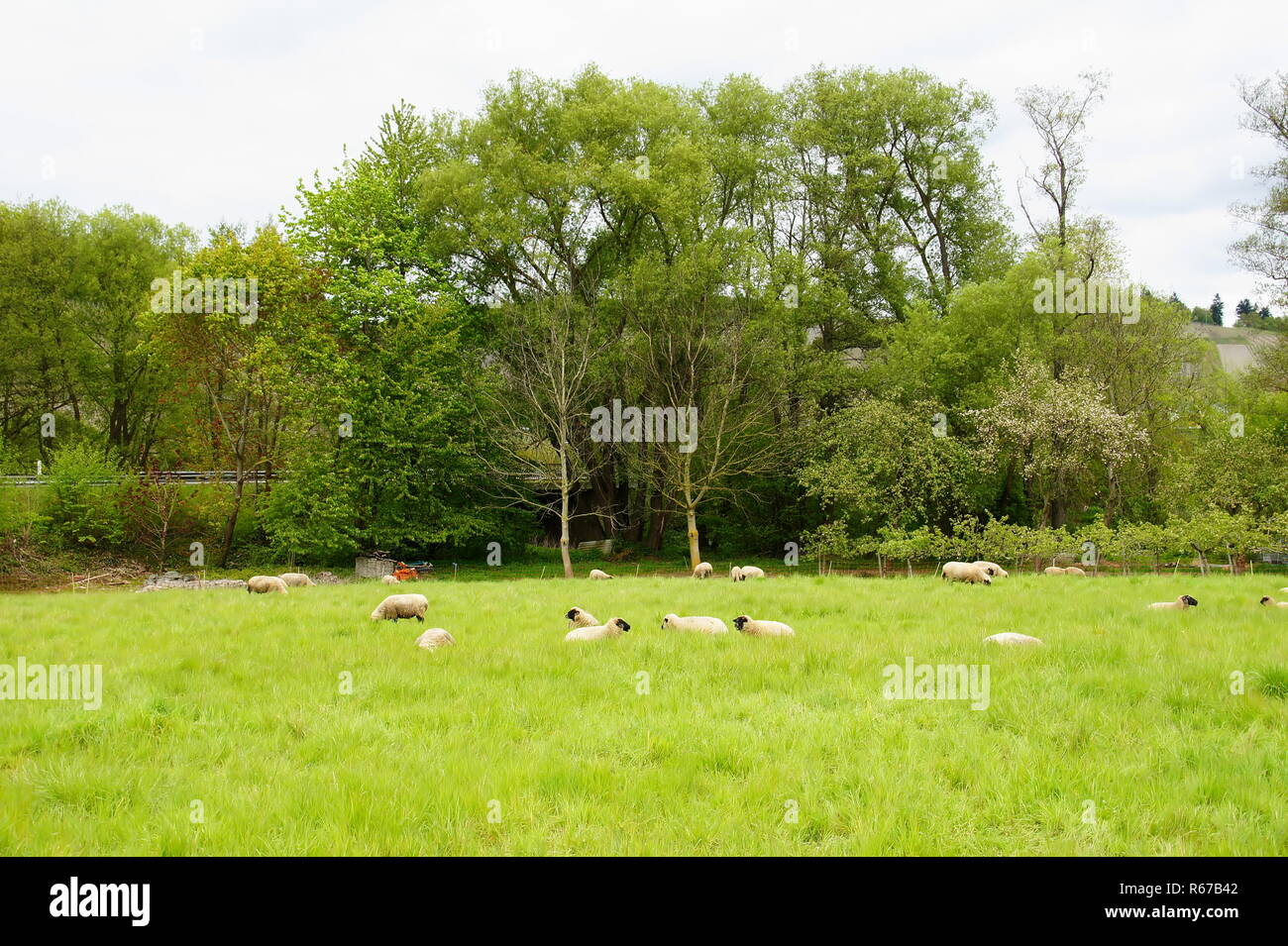 green sheep pasturern Stock Photo