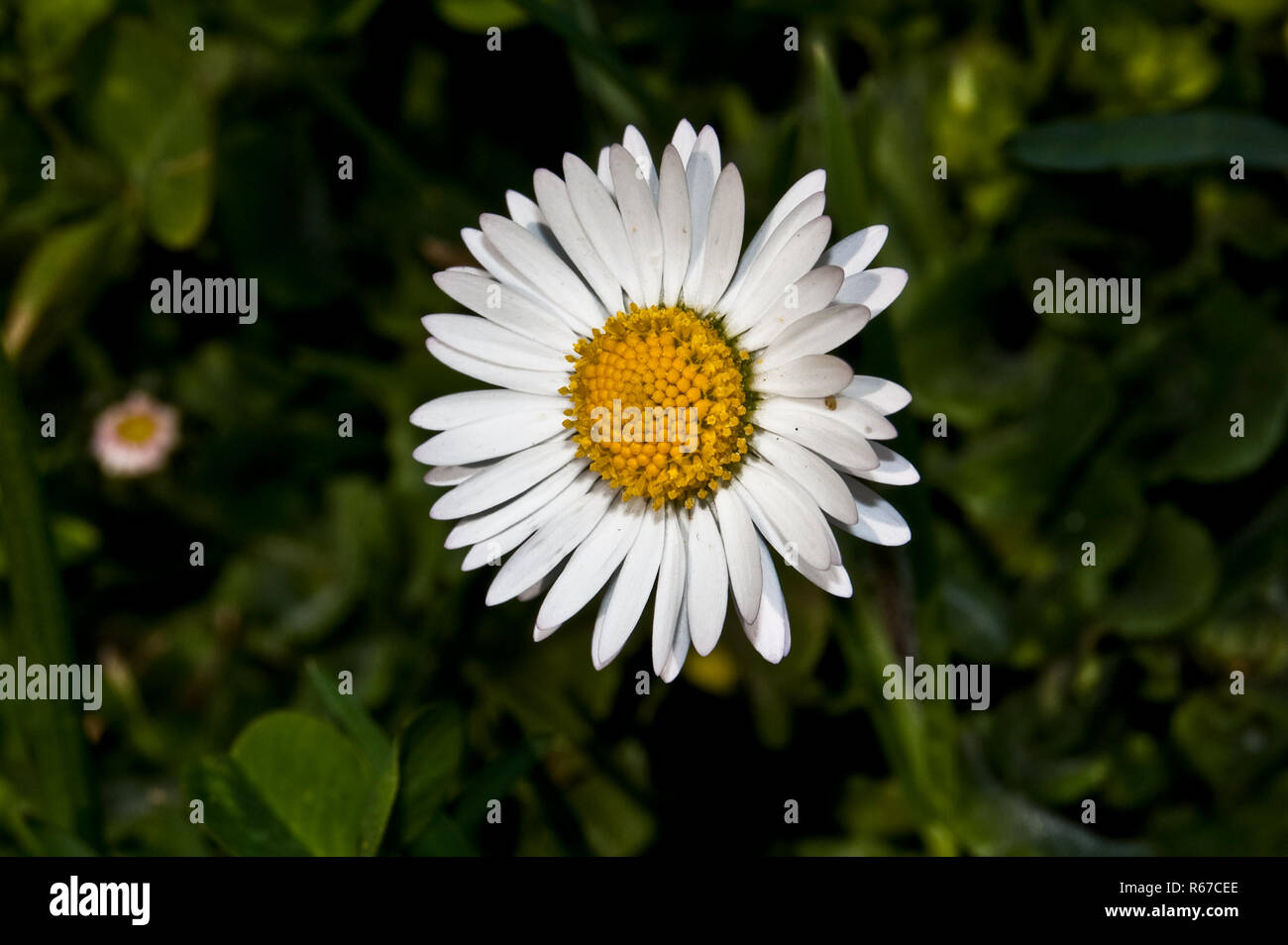 Daisy close up Stock Photo Alamy