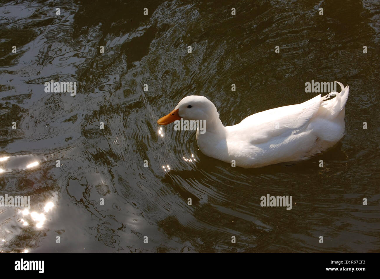 A duck swimming in the pond Stock Photo