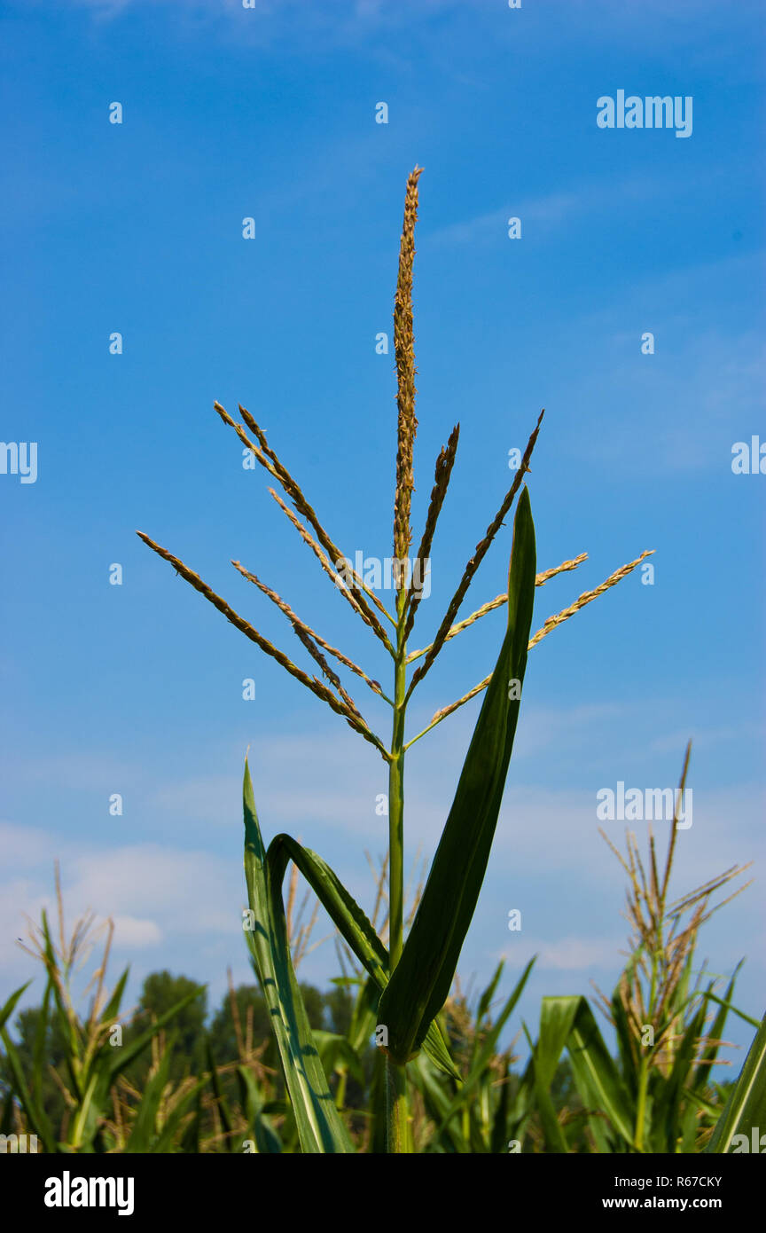 A corn stalk close up Stock Photo Alamy
