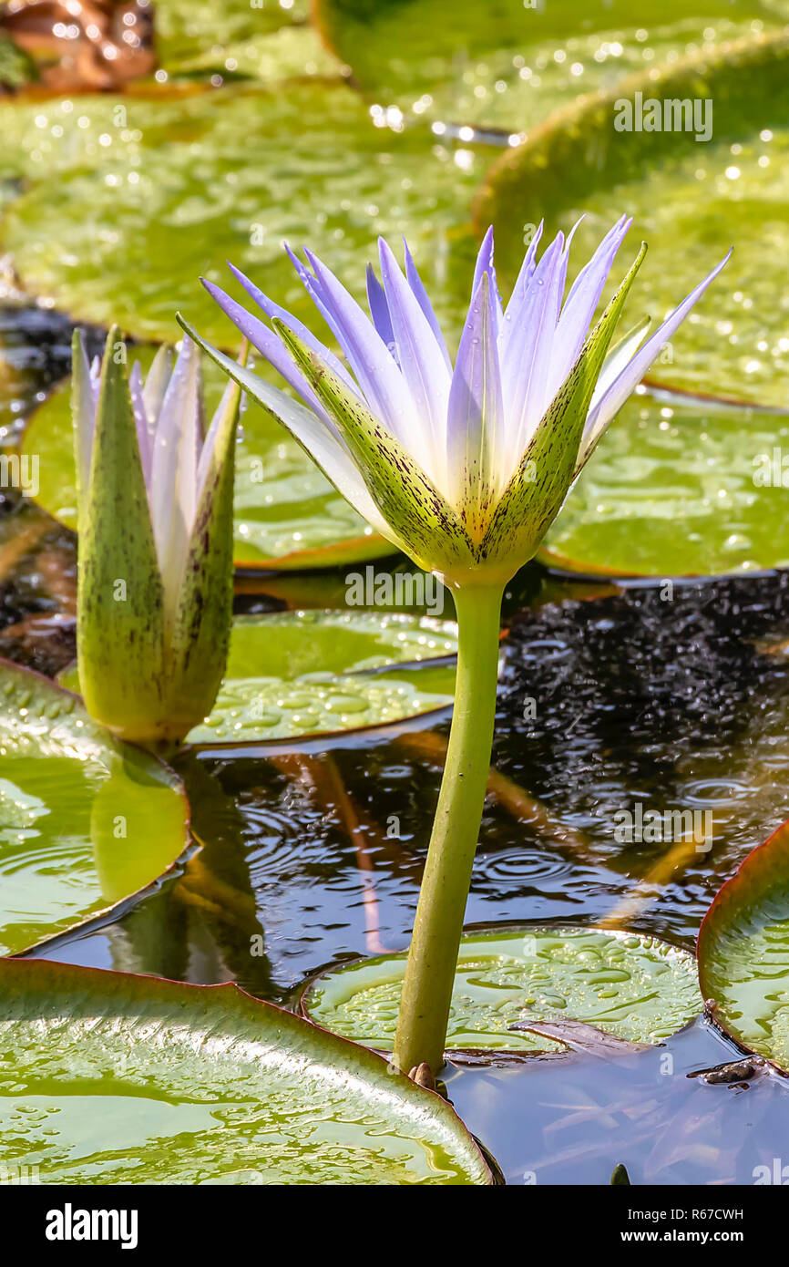 Water lily in egypt Stock Photo - Alamy, image size:866x1390