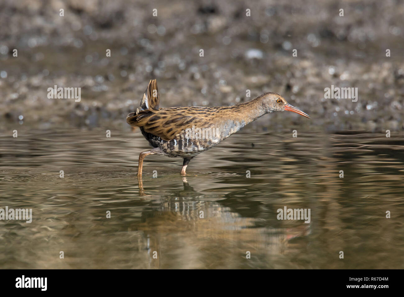 Water rail (Rallus aquaticus) juvenile foraging in shallow water in wetland / marsh / marshland in autumn Stock Photo