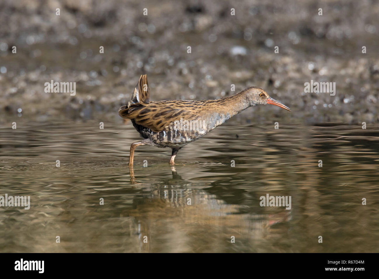 Water rail (Rallus aquaticus) juvenile foraging in shallow water in ...