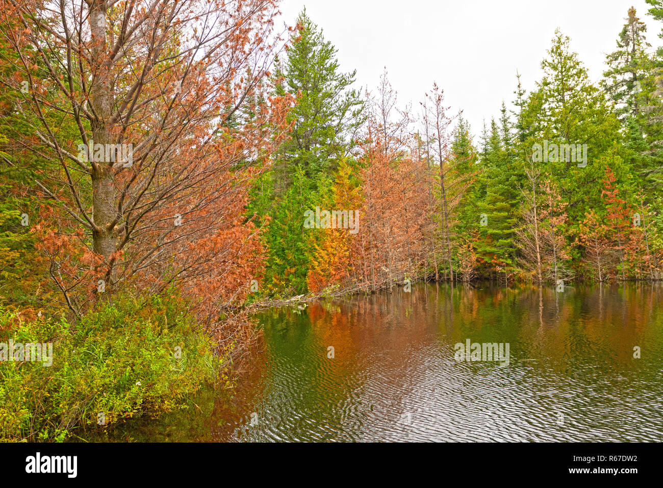Fall Colors on a Lake Flooded by a Beaver Dam Stock Photo