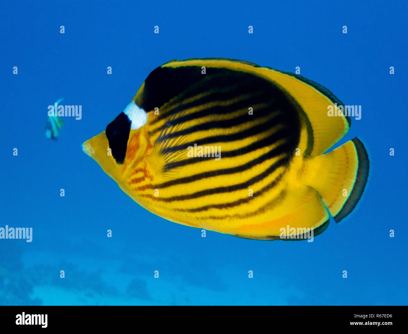 crescent moon butterflyfish Stock Photo