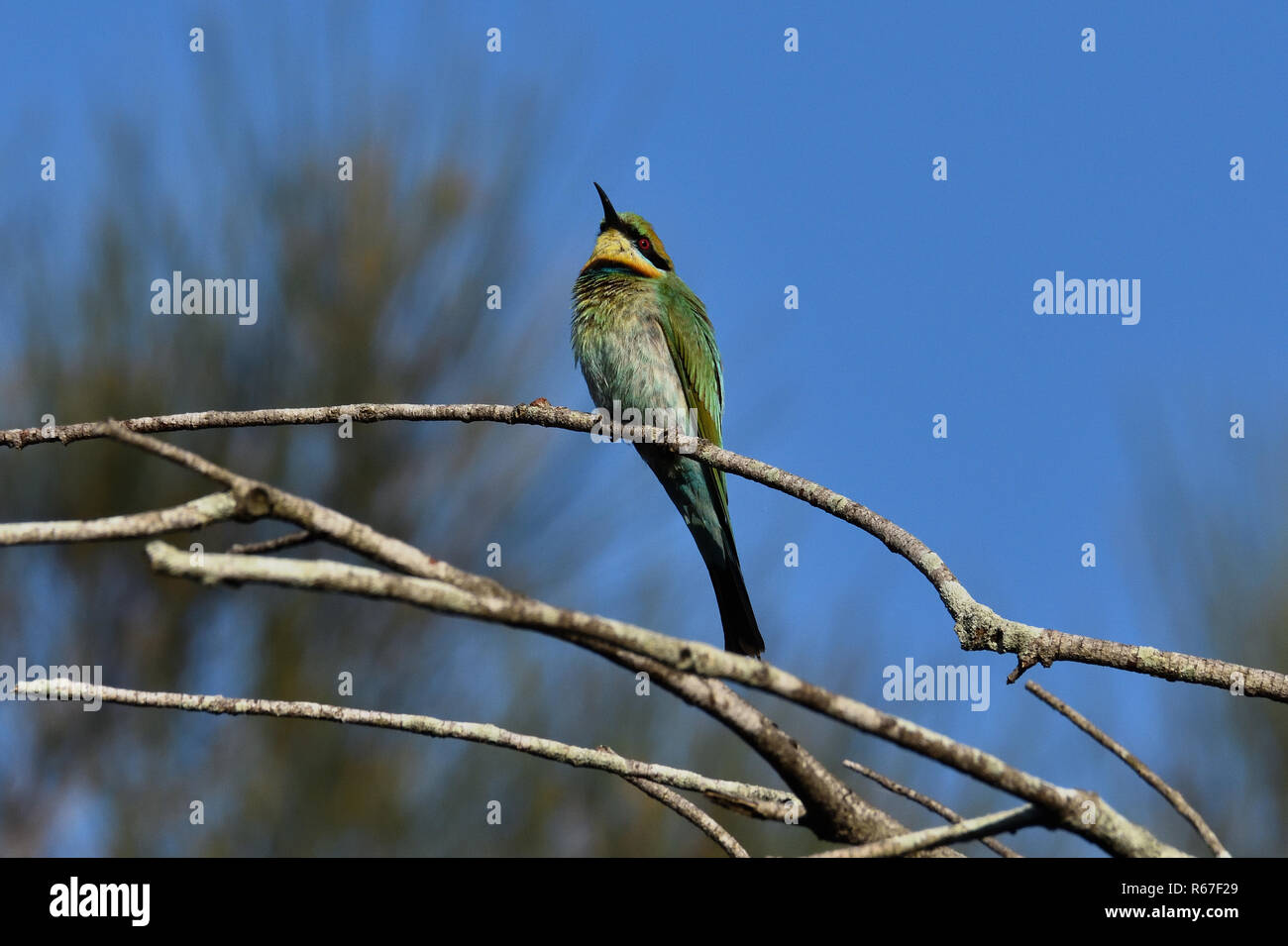 Birds And The Bees Stock Photos Birds And The Bees Stock Images