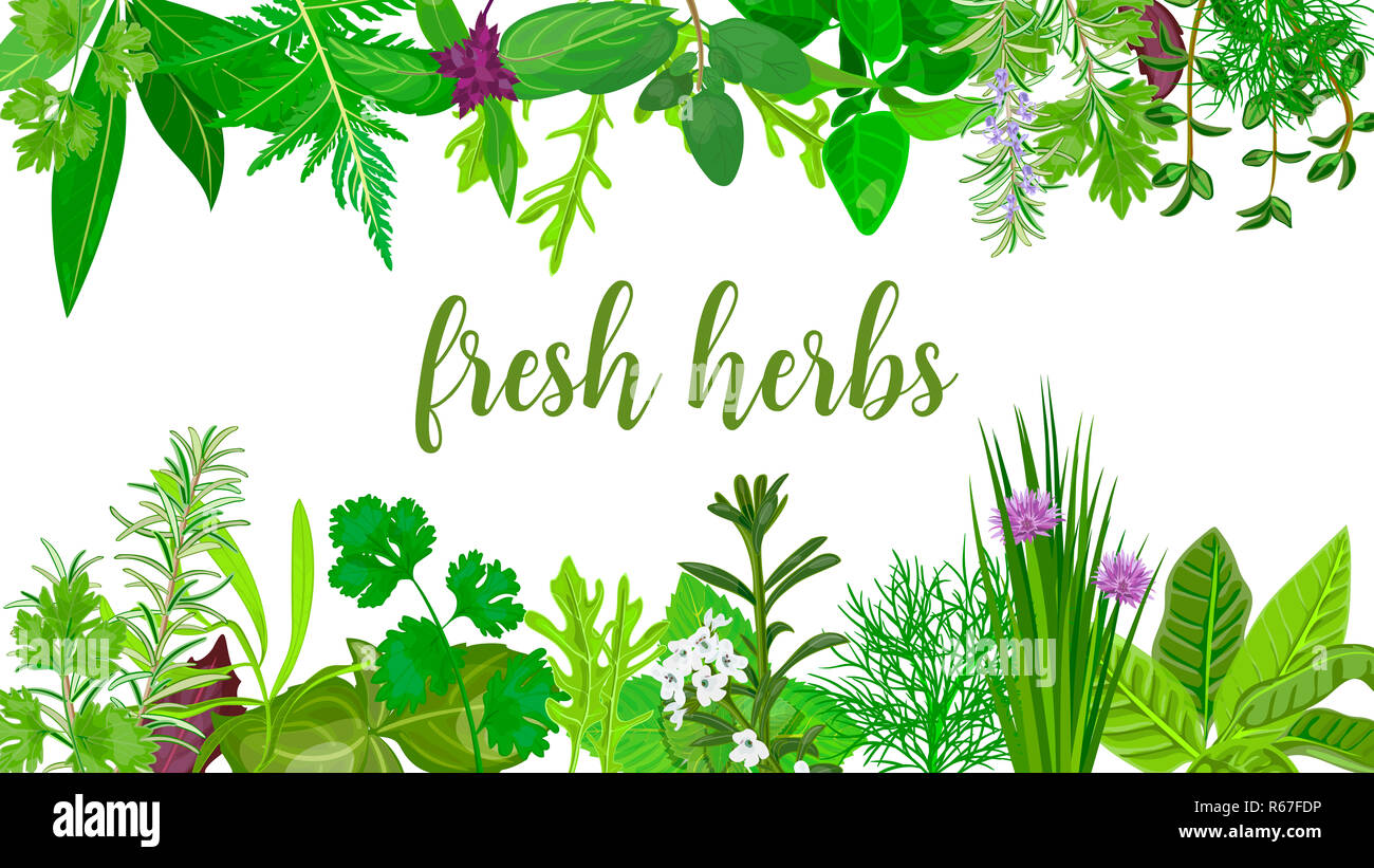 Popular Fresh Realistic herbs and flowers. logo label set. green silhouettes. Stock Photo