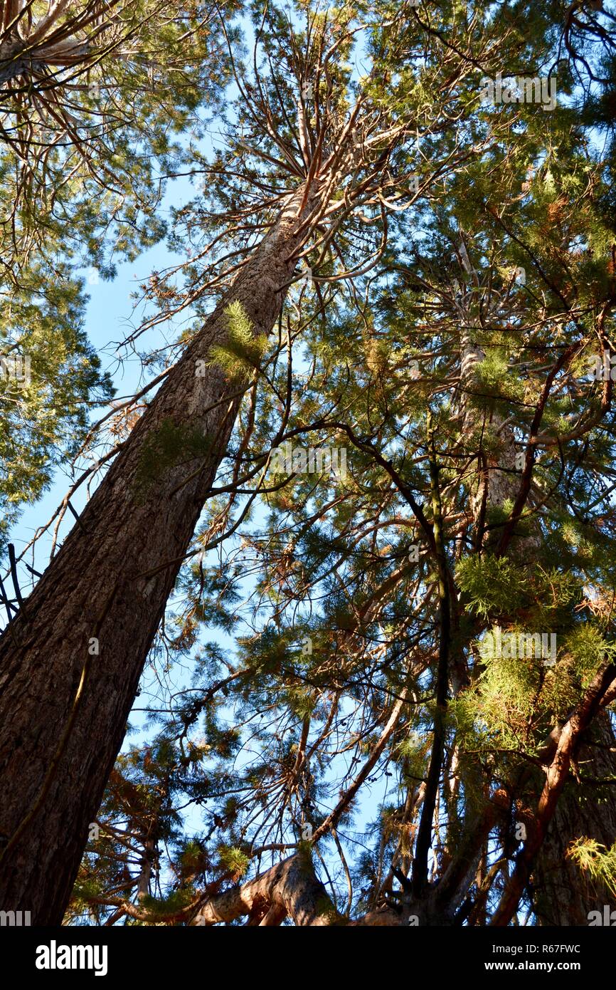 Tops of Giant Sequoias at the Southern California Montane Botanic Garden at Oak Glen Preserve, which is a popular tourist destination.. Stock Photo
