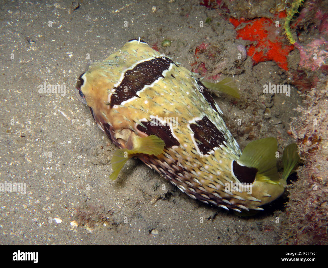 masked angelfish (diodon liturosus) Stock Photo