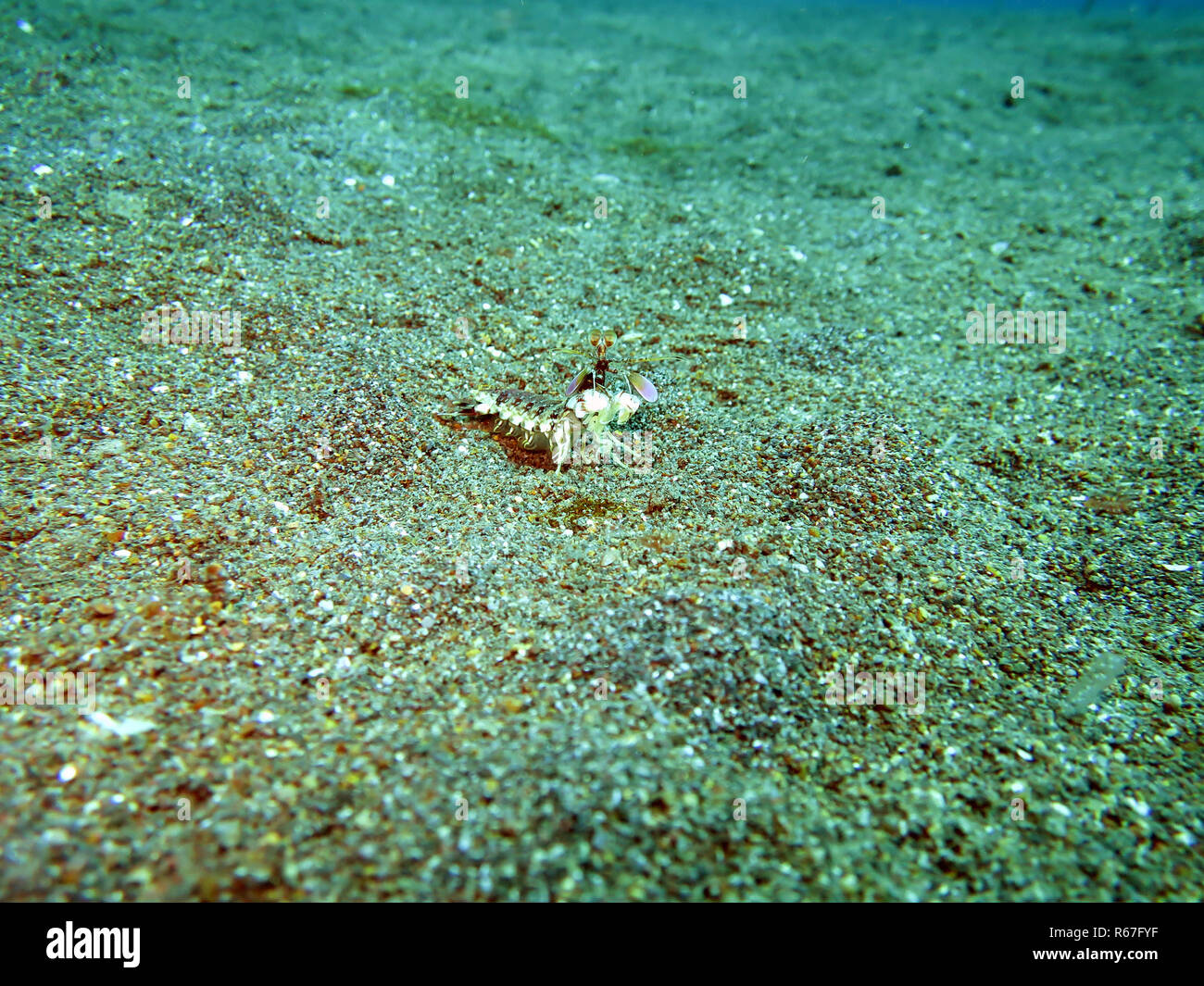 mantis shrimp (gonodactylus spec Stock Photo - Alamy