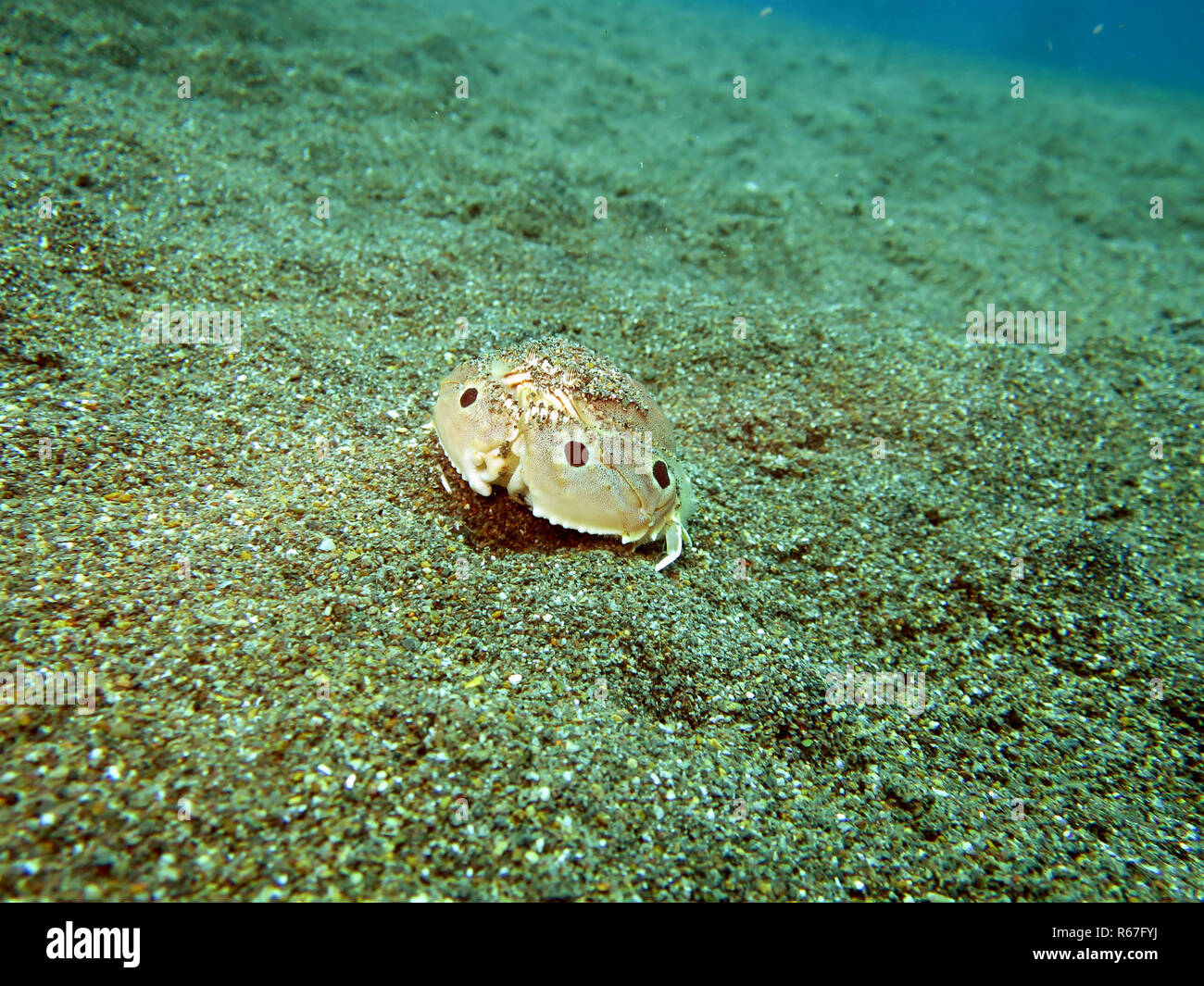 spotted shark crab (calappa philargius) Stock Photo