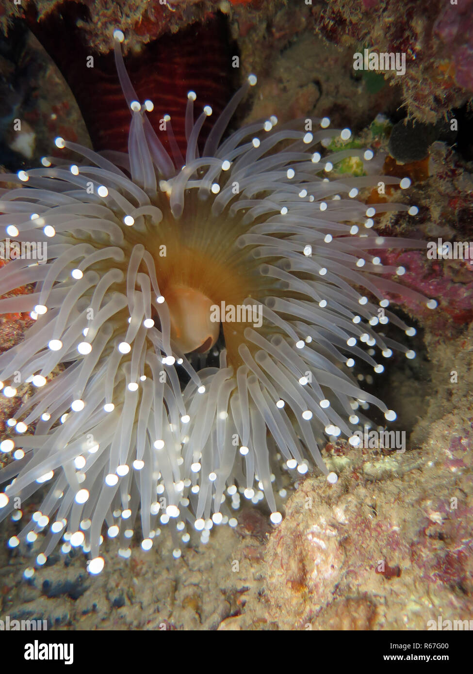 anemone (pseudocorynactis sp.) Stock Photo