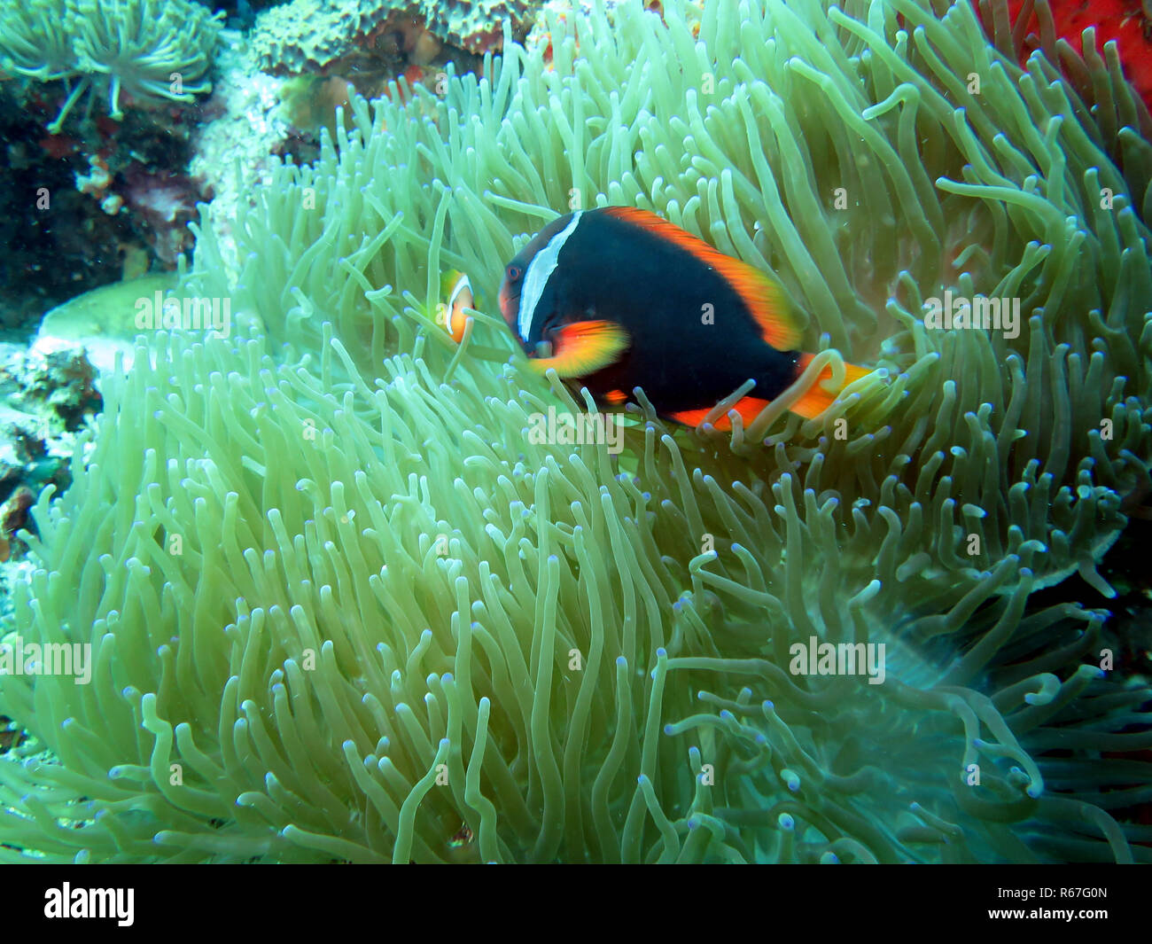 white-banded anemonefish (amphiprion frenatus) on an anemone,pintuyan,panaon island,southern leyte,philippines Stock Photo
